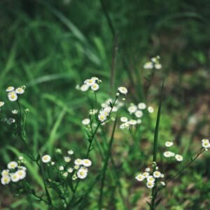 Woode Noix de Cola Africain Séchées – 500 g